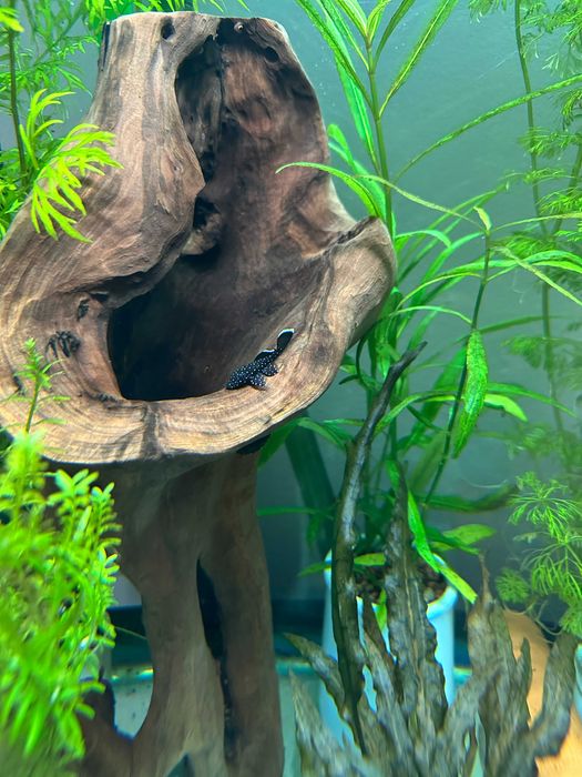 Звездочные сомы, номерные L 181, 4-5 см.