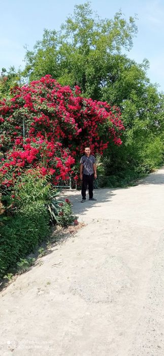 Darvoza gul плетистая роза