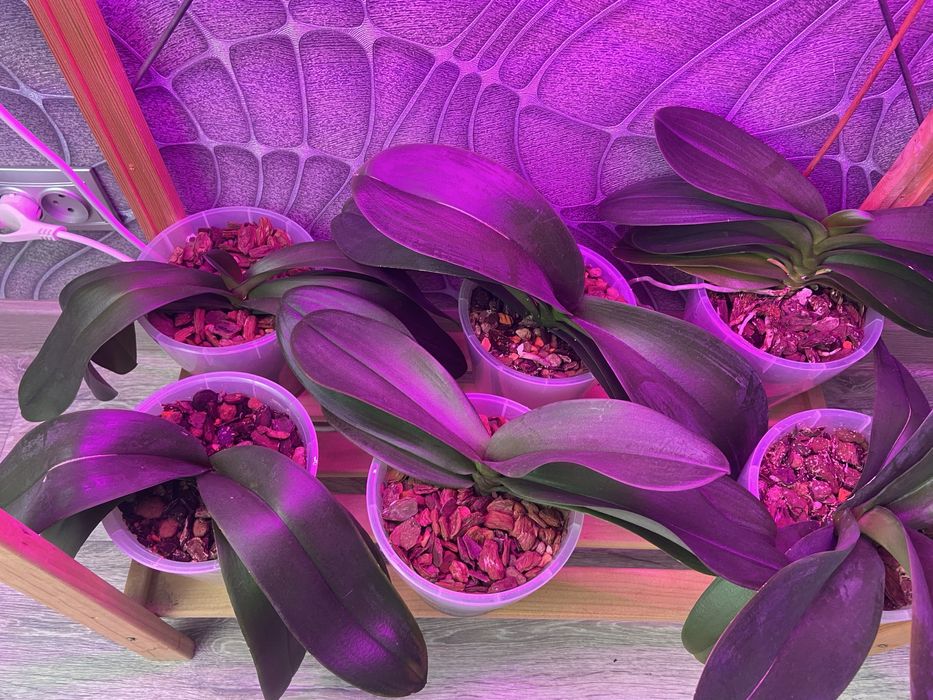 Продам  цветы Орхидеи