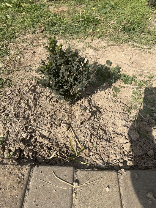 Продам юкку садовую, самшит.