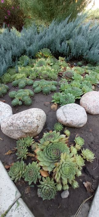 Цветы"Каменная роза"или Молодило