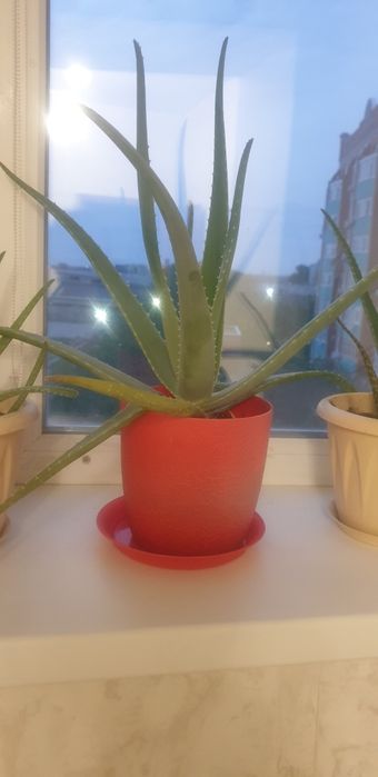 Комнатное растение