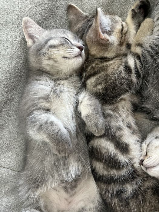 котята скоттиш страйт
