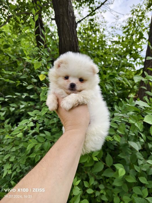 Продам щенков шпица.