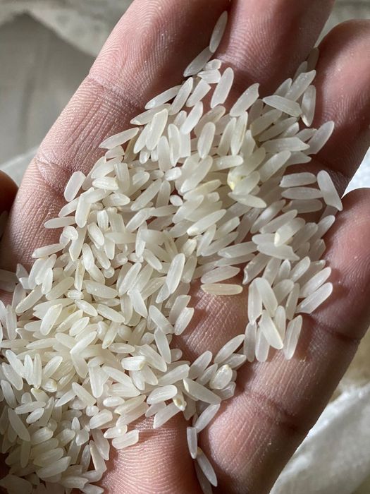 Маш, фасоль, рис лазер, лобия