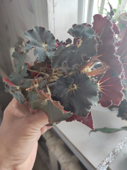 Комнатные растения