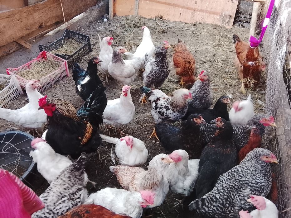 Продам куры несушки