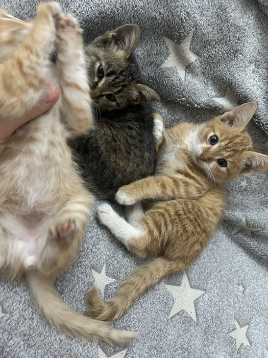 отдаю котят в добрые руки
