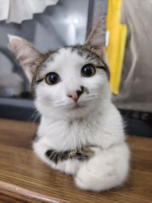 Отдадим котенка в хорошик руки