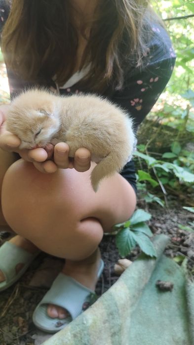 Отдадим котенка ,