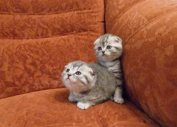 Шотландский котята