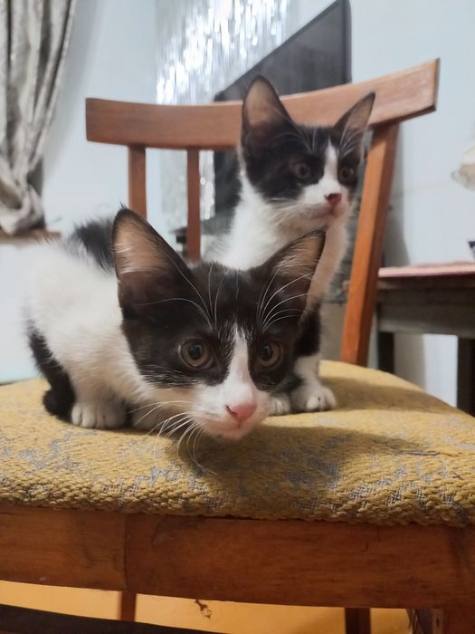 Подарю котят в хорошие руки