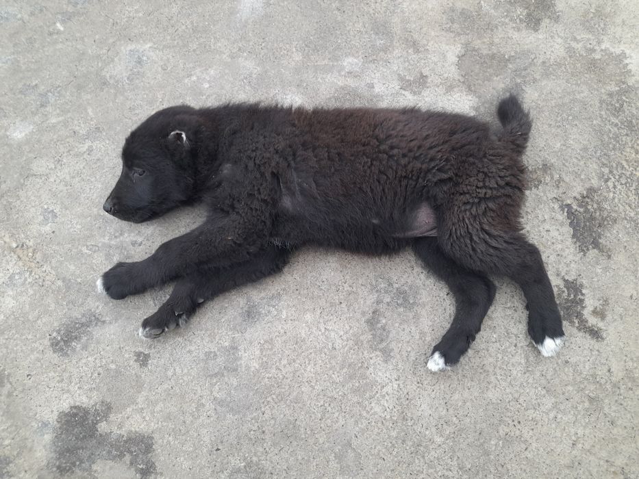 Күшік 1 айлық қазақ төбеттің күшігі.