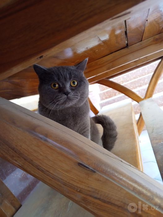Продается кошки и котёнок
