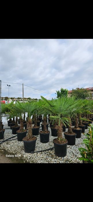 Palmieri trachycarpus fortunei rezistenți la îngheț