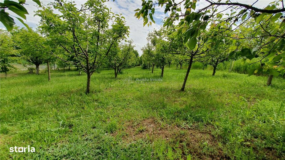 Teren intravilan - 2400 mp - 3 cabane din lemn modulare - Lisaura