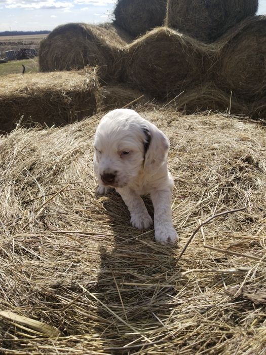 Продам чистокровных Спаниэлев