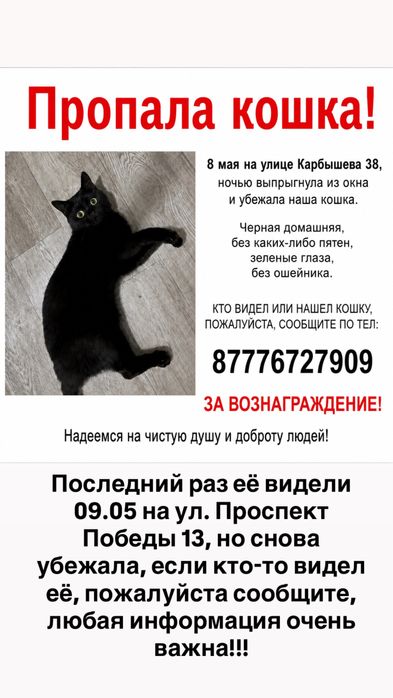 Пропала домашняя черная кошка