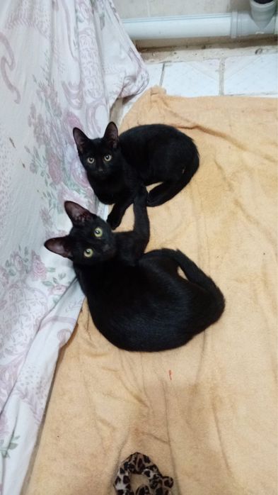 Котята Мишель и Обама ищут дом