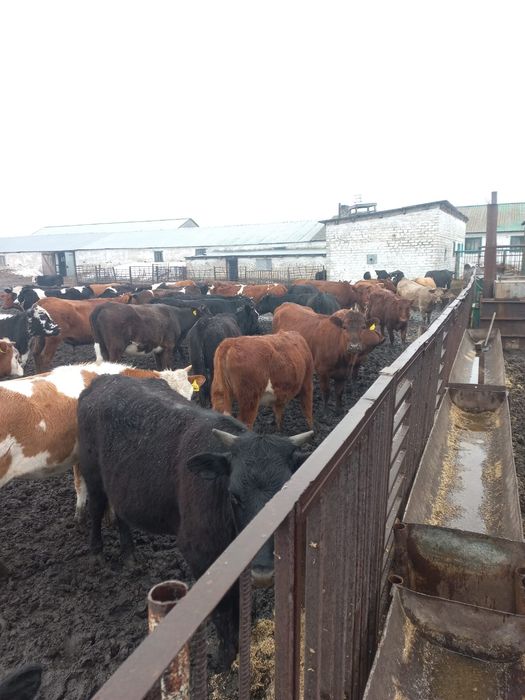 Продам КРС (50 телок)