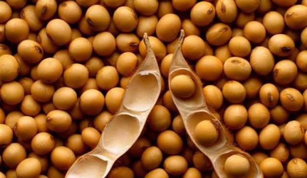 Семена сои ГМО высоко урожайности