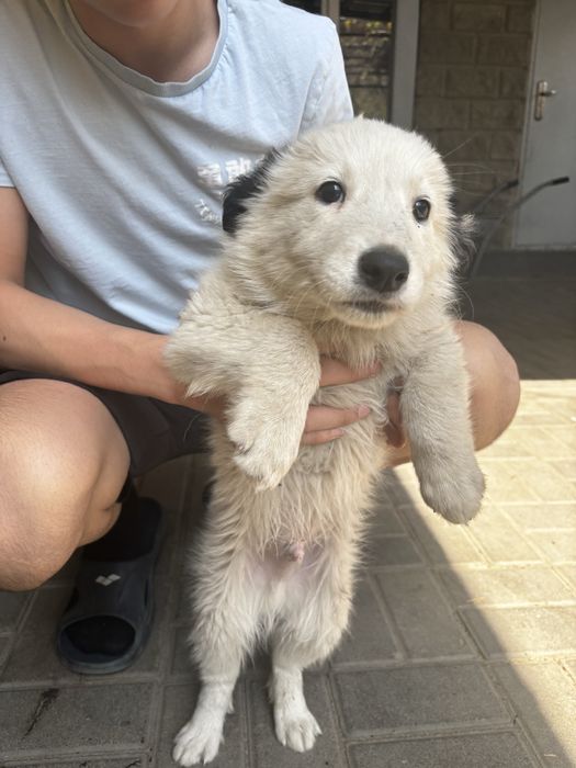 Продам щенков добрым людям