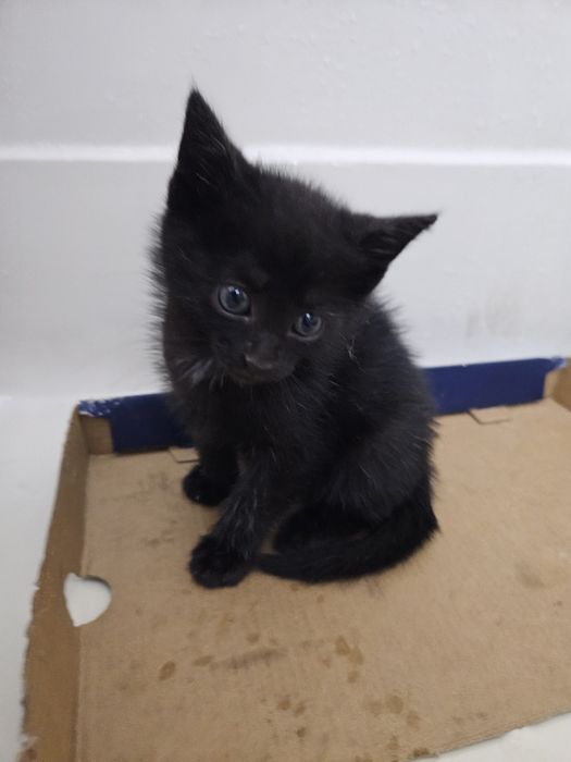 Котята девочки в добрые руки