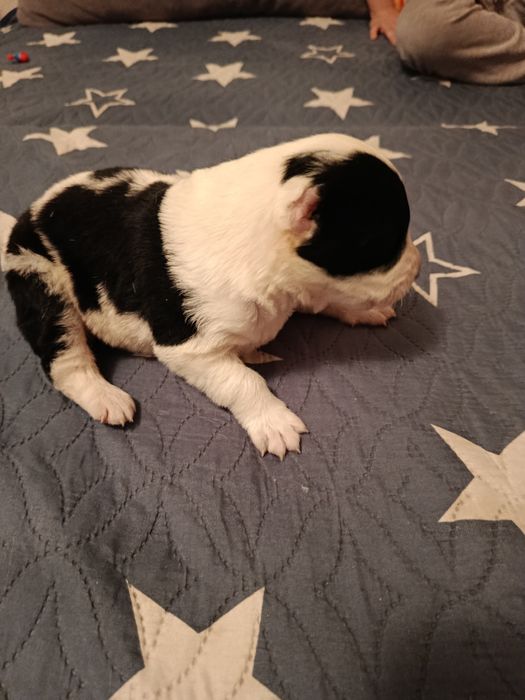 Бронь. Собака САО Алабай