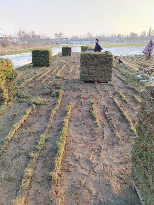 Готовый Газон. Рулонный газон. Дере