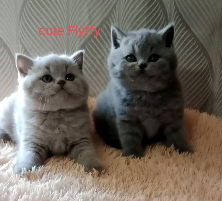 Продажа британских котят, летние цены