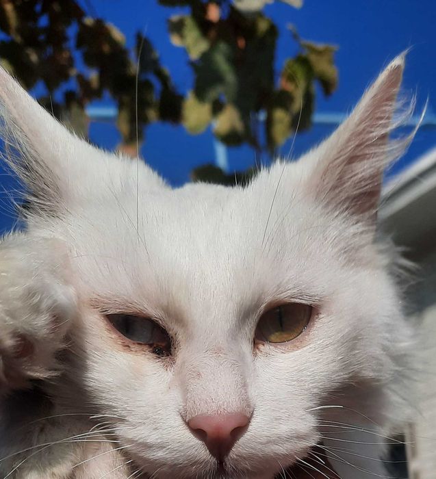 Ikki hil ko'zli noyob baroq mushugi