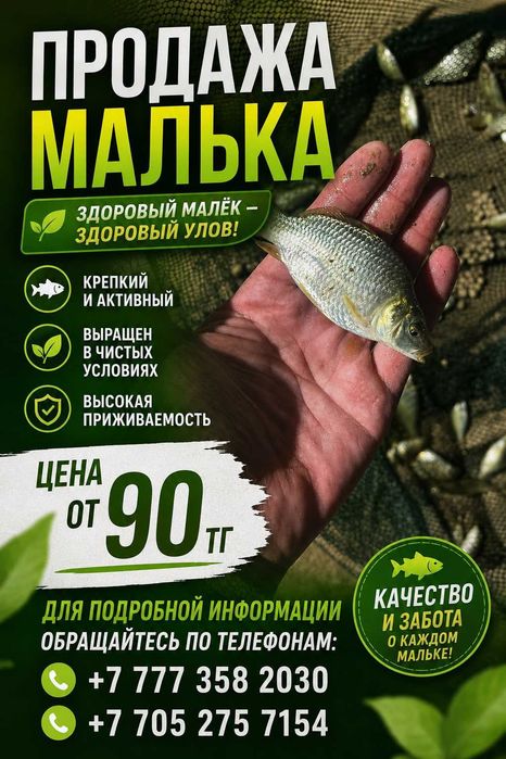 Малёк:карп,сазан