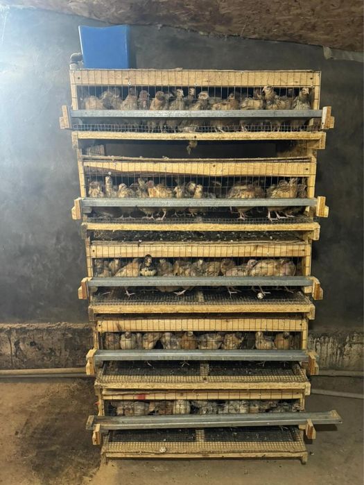 Бодене 2500 шт бар