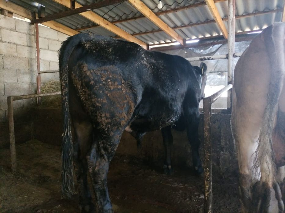 4. Бука сатылады