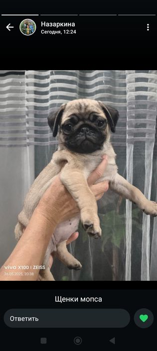 Продажа щенков мопс