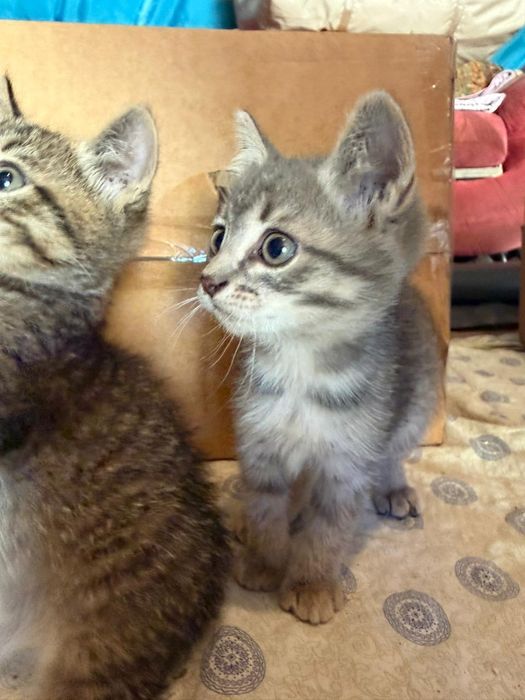Котята в хорошие любящие руки.