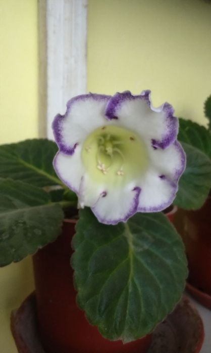 Продаются детки глоксиний