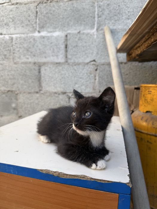 Отдам бесплатно котят