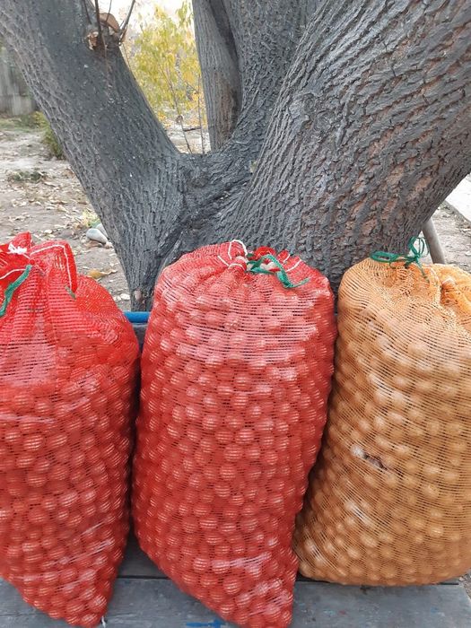 Грецкие орехи урожай 2025г.