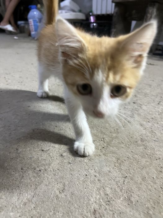 Котенок бесплатно