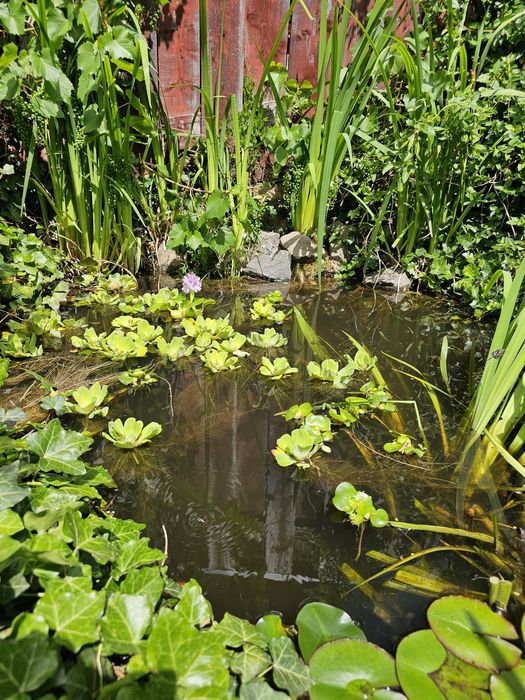 Plante pentru iaz nuferi, crini iris ,salată de nil  , zambile