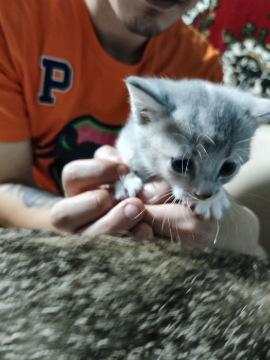 Продаются шотландский скотишь страйт