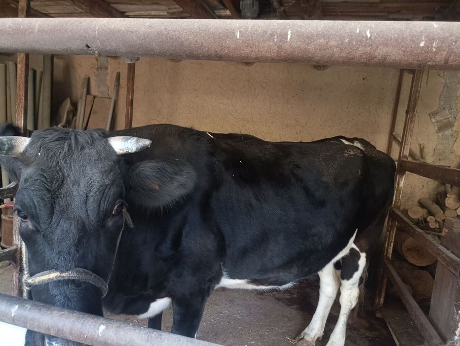 Gʻunajin bogʻoz mol