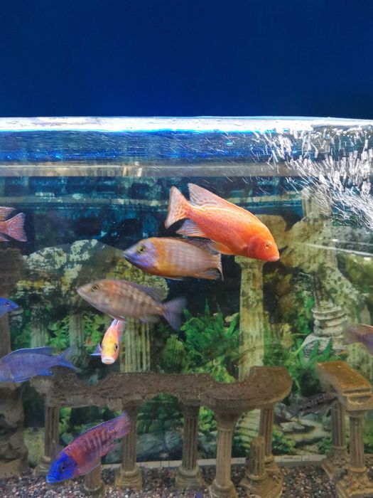 Аквасалон,, Ковчег "цихлиды