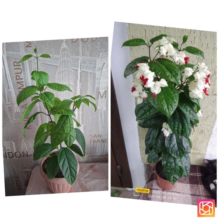 Продам комнатные цветы