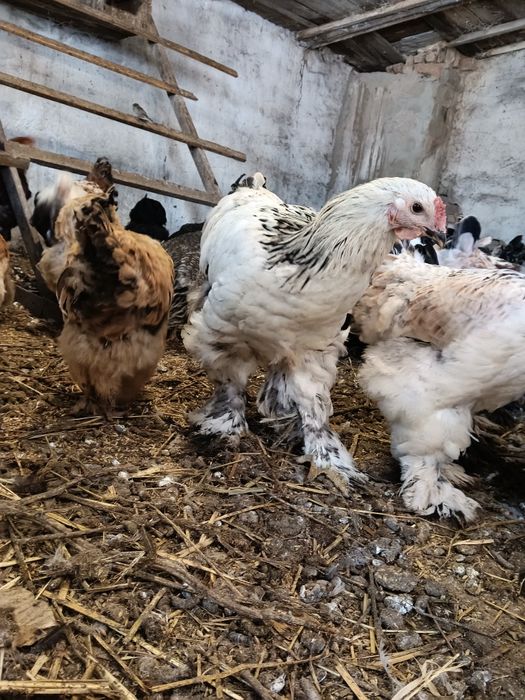 Продам петухов Брама