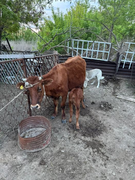 Сиыр сатылады бұзауымен