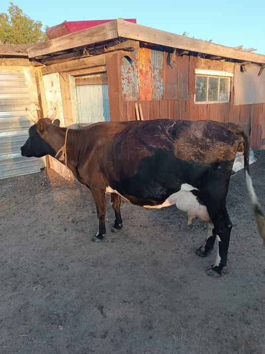 Продаю Корову доенную