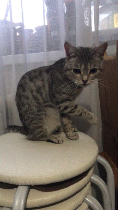 Отдам котика 11 месяцев