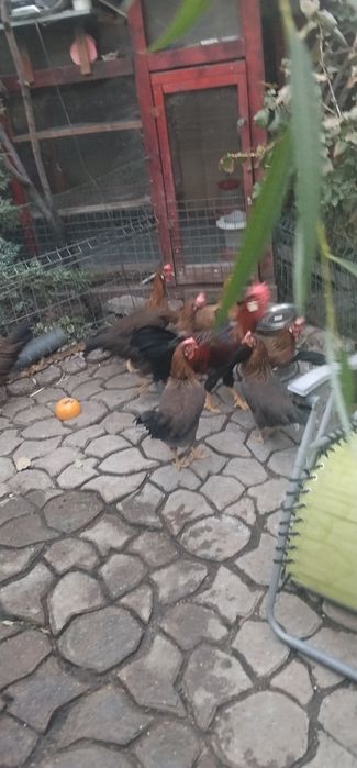 Oferta specială familii de puicuțe tinere